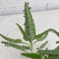 Preview: Kalanchoe daigremontiana 3